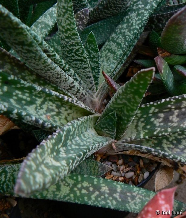 Gasteria pulchra ©JLcoll.1806